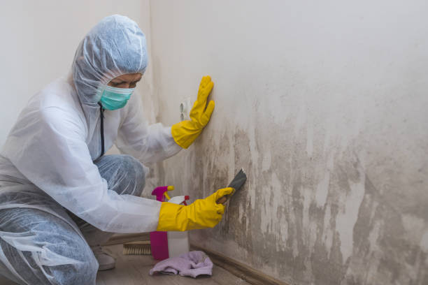 Best Fast Mold Removal  in Carson City, MI