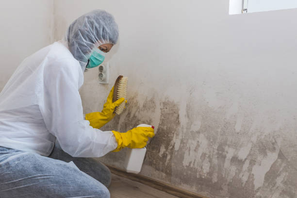 Best Mold Removal Near Me  in Carson City, MI