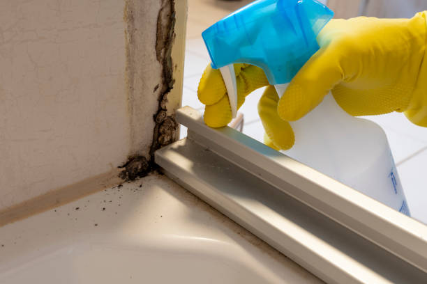 Best Same-Day Mold Removal  in Carson City, MI