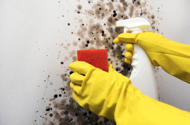 Professional Mold Removal in Carson City, MI