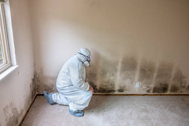 Best Mold Removal and Inspection  in Carson City, MI