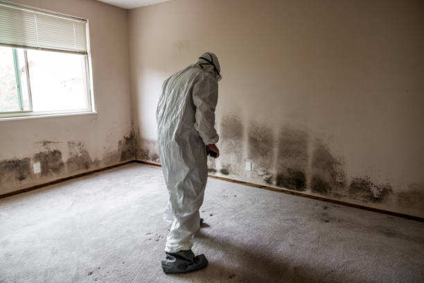 Crawl Space Mold Removal in Carson City, MI