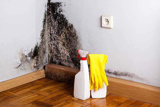 Best Black Mold Removal  in Carson City, MI