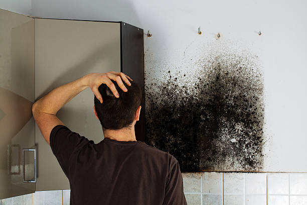 Carson City, MI Mold Removal Company