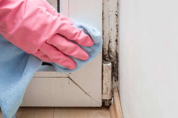  Carson City, MI Mold Removal Pros