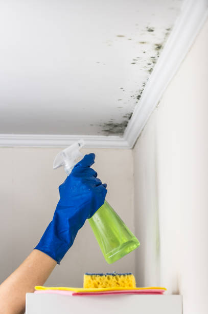 Best Mold Removal Near Me  in Carson City, MI