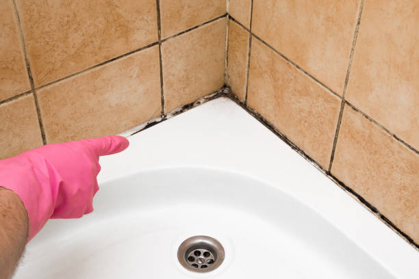 Best Commercial Mold Removal  in Carson City, MI